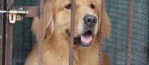 Coronavirus / China decide prohibir la cría de perros y gatos para consumo humano