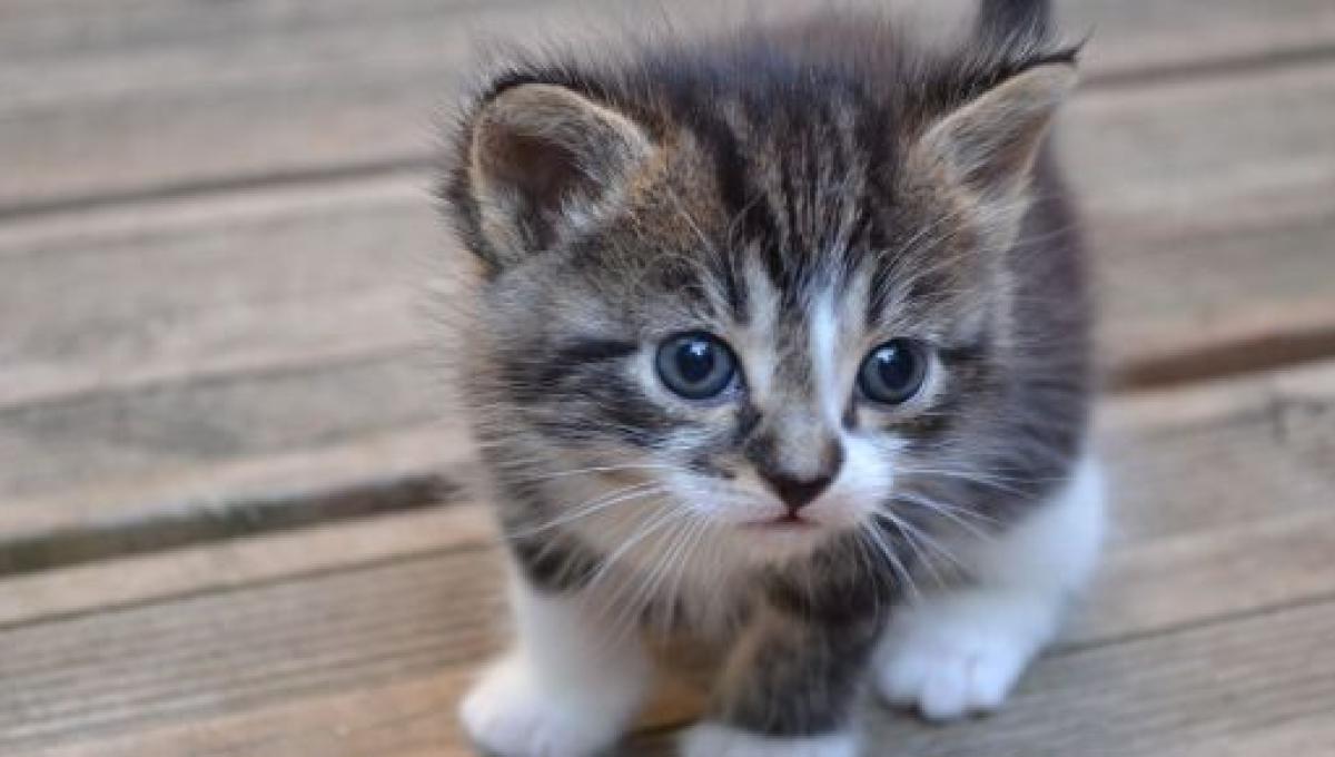 Une Maman Chat Emmene Son Chaton Aux Urgences De L Hopital D Istanbul Photos