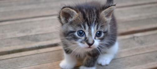 Une Maman Chat Emmene Son Chaton Aux Urgences De L Hopital D Istanbul Photos