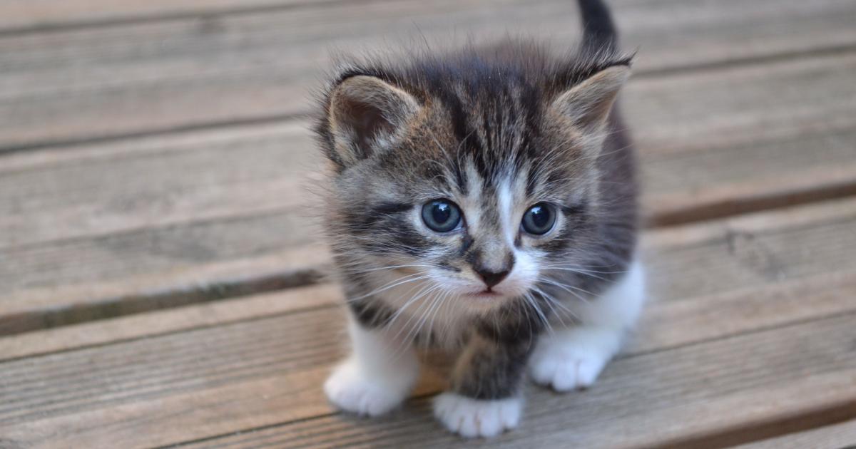 Une Maman Chat Emmene Son Chaton Aux Urgences De L Hopital D Istanbul Photos