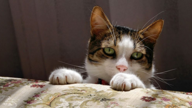 chat : s'il dort à vos pieds ce n'est pas seulement par sécurité