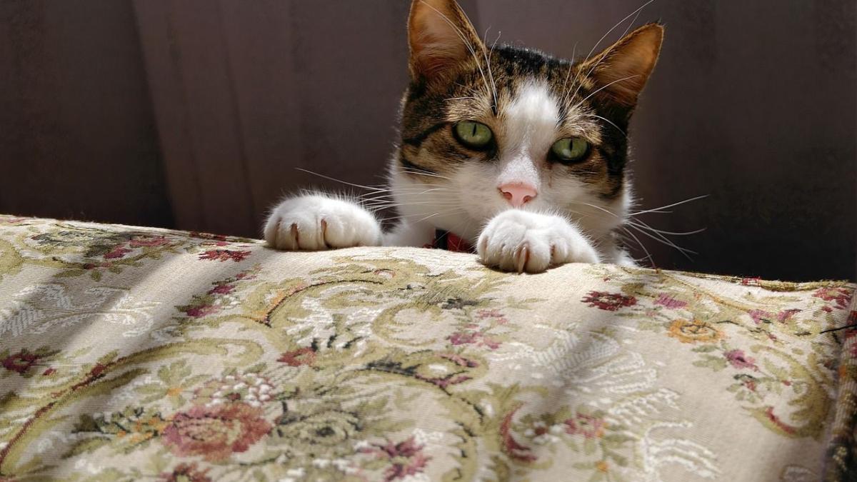 Si Votre Chat Dort Entre Vos Jambes Ce N Est Pas Seulement Pour Se Proteger Si Votre Chat Dort Entre Vos Jambes Ce N Est Pas Seulement Pour Se Proteger