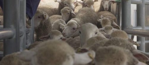 Los corderos españoles enviados a Arabia Saudí viajan hacinados. Fuente: Igualdad Animal