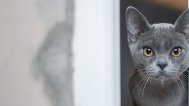 Le chat atteint du Covid-19 est gu&eacute;ri - photo pixabay