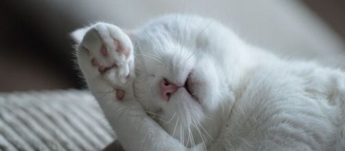 Pourquoi mon chat se couvre-t-il les yeux quand il dort ? - Photo Pixabay