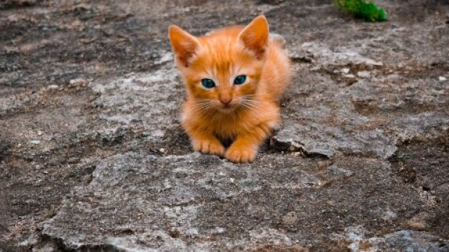 image d'illustration (source : Pixabay)