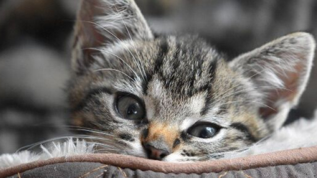 chat : s'il vous suit jusqu'aux toilettes ce n'est pas seulement par plaisir - photo Pixabay