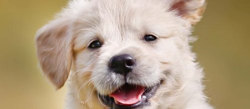 La nueva ley del bienestar animal alegra a los perros