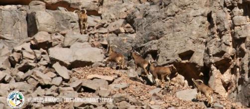 Mouflons à manchettes, proies habituelles du guépard saharien. Crédit photo : PPCA