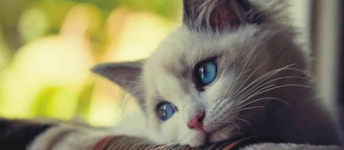 Comportement : comment aider nos chats à traverser un deuil, la ... - animogen.com