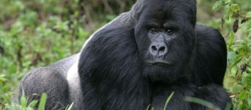 In Uganda è stato uciso da quattro bracconieri il gorilla Rafiki amico dell'uomo.