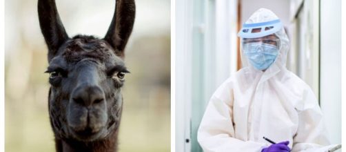 Los anticuerpos de las alpacas podrían ayudar en la lucha contra el coronavirus