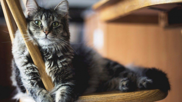 chat : s'il vient dans la cuisine ce n'est pas seulement pour manger - photo pixabay