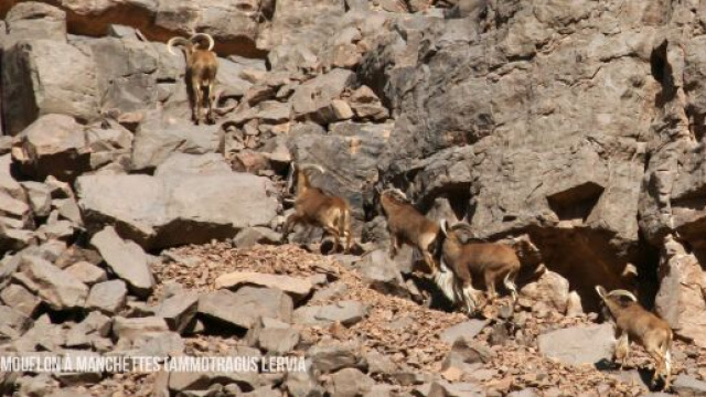 Mouflons à manchettes, proies habituelles du guépard saharien. Crédit photo : PPCA