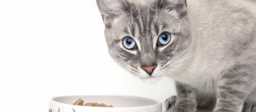 Comment bien nourrir son chat adulte? | zooplus - zooplus.be