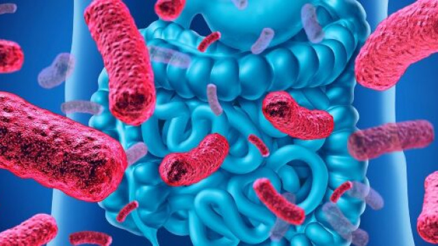 Batteri del microbiota producono ciclopeptidi ad attivit&agrave; antimicrobica verso altri batteri, 'cattivi', presenti nella flora intestinale.