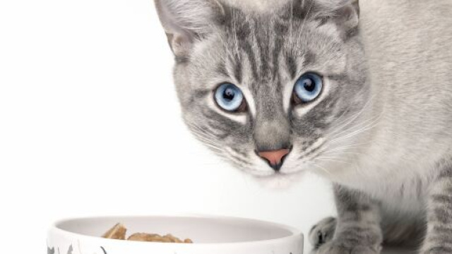 Comment bien nourrir son chat adulte? | zooplus - zooplus.be