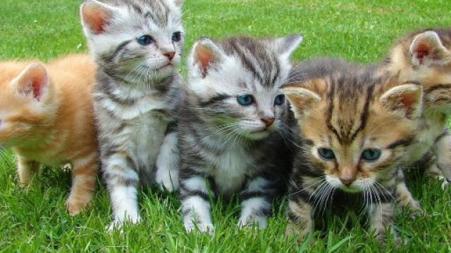 Si votre chat gratte à côté de sa gamelle ce n'est pas par plaisir - photo Pixabay