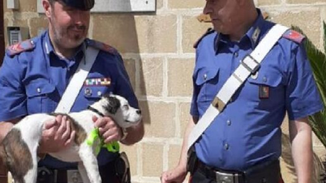 Brindisi, 69enne lancia un cagnolino dal finestrino dell'auto: identificato e denunciato.