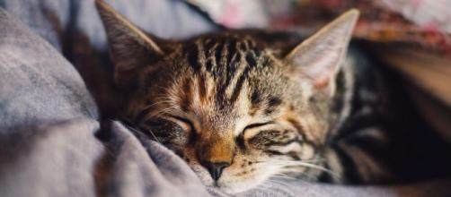 Mon Chat Dort Entre Mes Jambes Chat : S'il dort entre vos jambes, ce n'est pas uniquement par routine