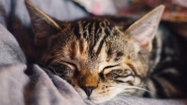 chat : s'il dort à vos pieds ce n'est pas seulement une question de confort - photo pixabay