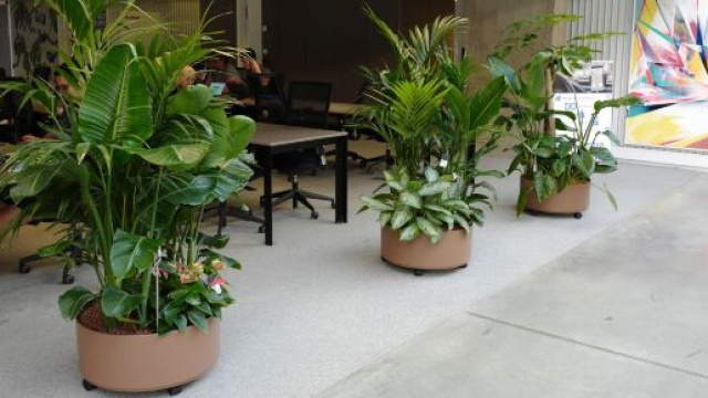 Plantez respirez, une start-up spécialisée dans l'installation et l'entretien d'îles végétales au bureau (source : Plantez respirez)