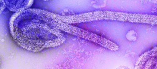 Novo surto de ebola foi declarado nesta segunda-feira (1º). (Arquivo Blasting News)
