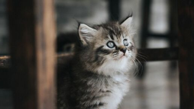 Chat il pourrait rester seul plus ou moins longtemps en fonction de son caractère - Photo Pixabay