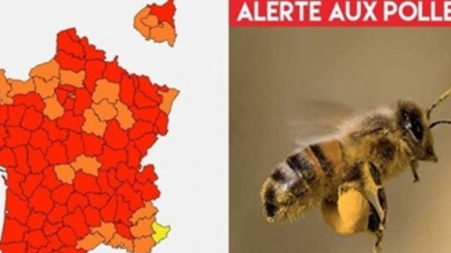 La France fortement touchée par le pollen en ce moment - Montage photo