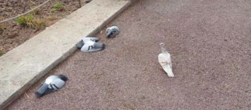 Decenas de palomas han aparecido muertas en las calles de Barcelona.