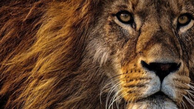 Oroscopo dell'estate, Leone: emozioni amorose ottime, stress dietro l'angolo.