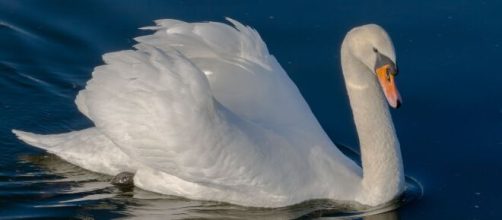 Televisión /Un cisne muere por pena tras el ataque de unos gamberros a su nido