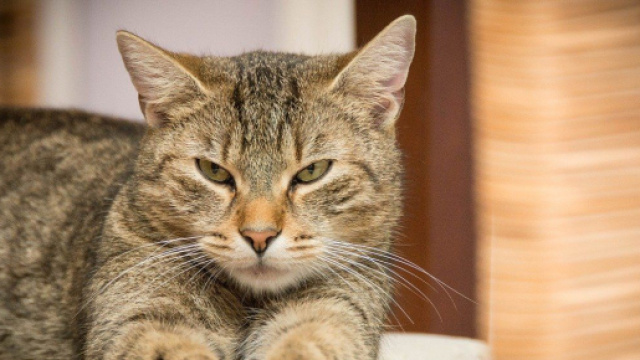 Chat vous réveille la nuit - Photo Pixabay