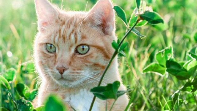 chat : comment le prot&eacute;ger des fortes chaleurs cet &eacute;t&eacute; - Photo Pixabay