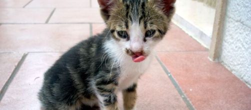 A Cervaro in Provincia di Frosinone gattino strangolato con dei profilattici.