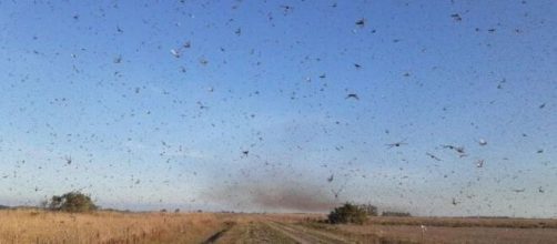 Nuvem de gafanhotos é registrada na Argentina e pode chegar ao Brasil (imagem/arquivo Blasting News)