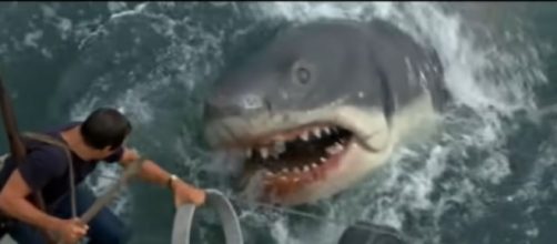 Scene from Steven Spielberg movie Jaws (1975). [Image source/Movieclips YouTube video]