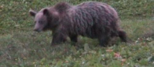 Trentino, orso aggredisce padre e figlio: pronta ordinanza per abbatterlo