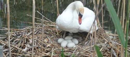 Un cygne meurt d'un choc émotionnel après avoir perdu ses oeufs - photo capture d'écran internet