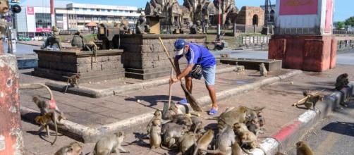Macacos saem do controle na cidade de Lopburi, na Tailândia. (Arquivo Blasting News)