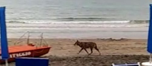 Otranto, un lupo azzanna una bimba di sei anni mentre giocava poco distante dalla spiaggia.