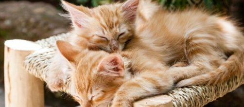 chat : s'il dort sur vous ce n'est pas uniquement parce qu'il vous aime - photo Pixabay
