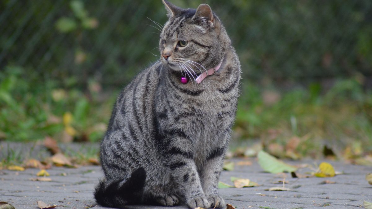 Arezzo gatto con raro Lyssavirus tipico dei pipistrelli morde la