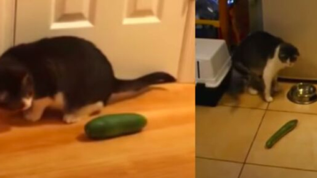 chat : plusieurs raisons expliquent pourquoi ils ont peur des concombres - captures d'&eacute;cran vid&eacute;o YouTube