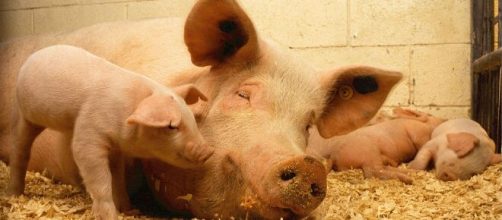 Cientistas chineses identificam novo vírus da gripe em porcos. (Arquivo Blasting News)