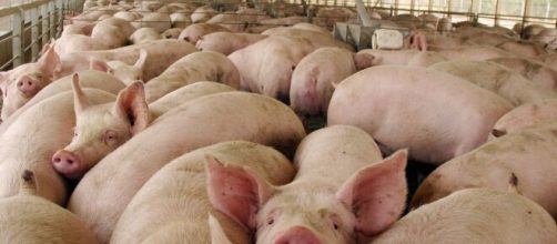 Enfermedades / China emite alerta sobre gripe porcina que podría originar otra pandemia