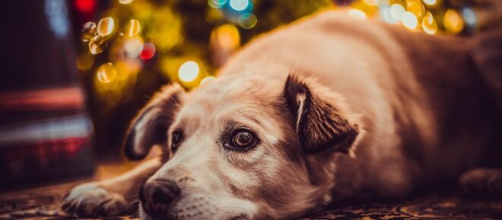 Cette nouvelle loi qui indigne les associations animales - photo Pixabay
