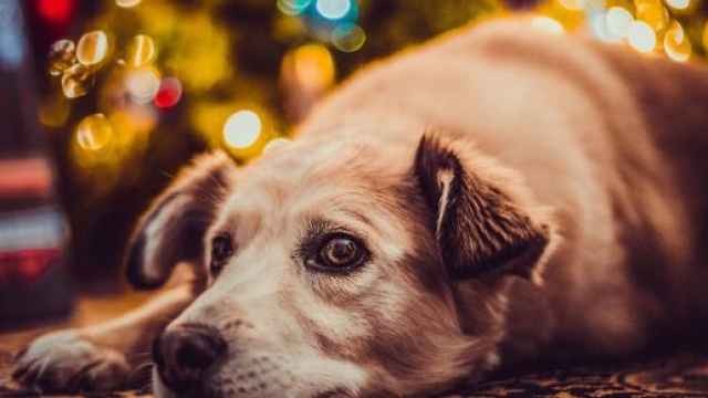 Cette nouvelle loi qui indigne les associations animales - photo Pixabay