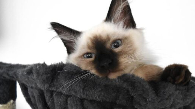 chat s'il dort des heures ce n'est pas par hasard - photo Pixabay