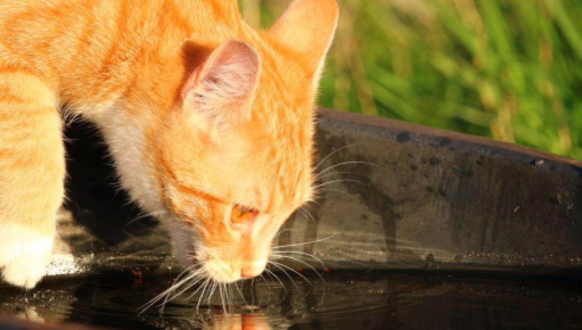 Chat Ce N Est Pas Pour Voir Si L Eau Est Fraiche Qu Il Met Sa Patte Dans Sa Gamelle